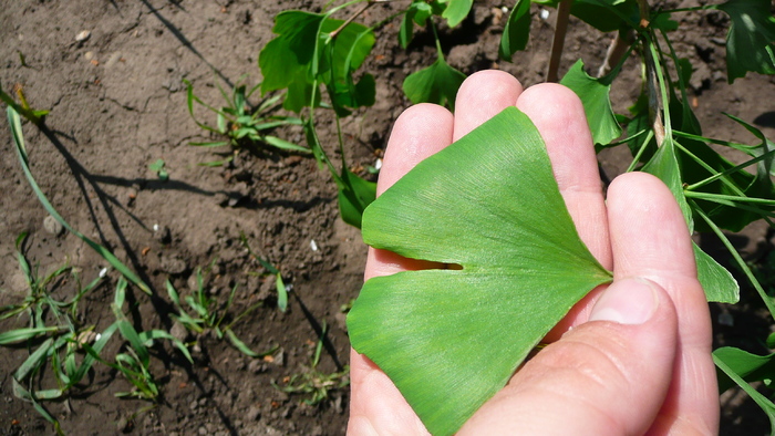 P1160463 - Ginkgo Biloba