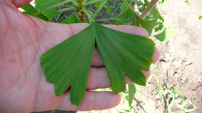 P1160466 - Ginkgo Biloba