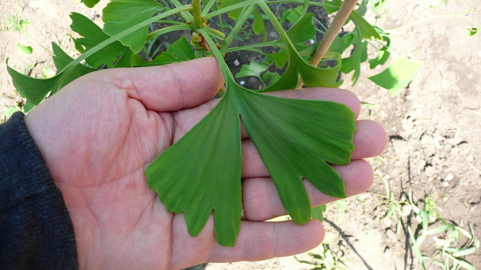 P1160467 - Ginkgo Biloba