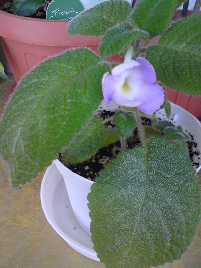 Liliacina f. Viridis (3) - Episcia