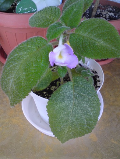 Liliacina f. Viridis - Episcia