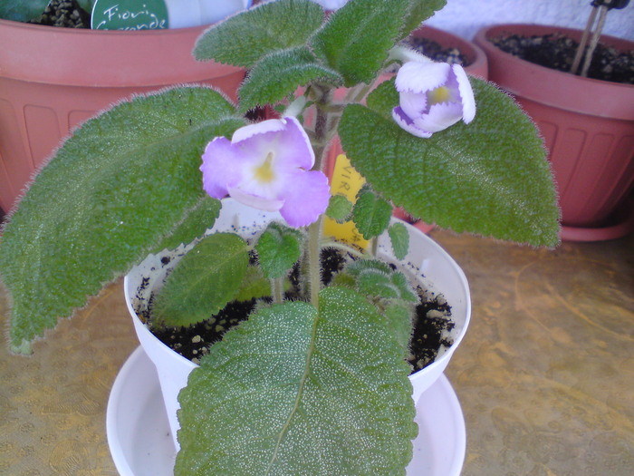 Liliacina f. Viridis (1) - Episcia