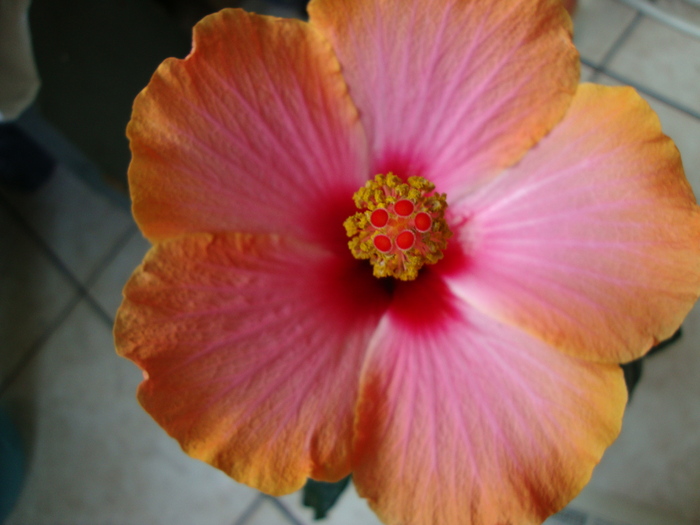 DSC00857 - 2010 hibiscus