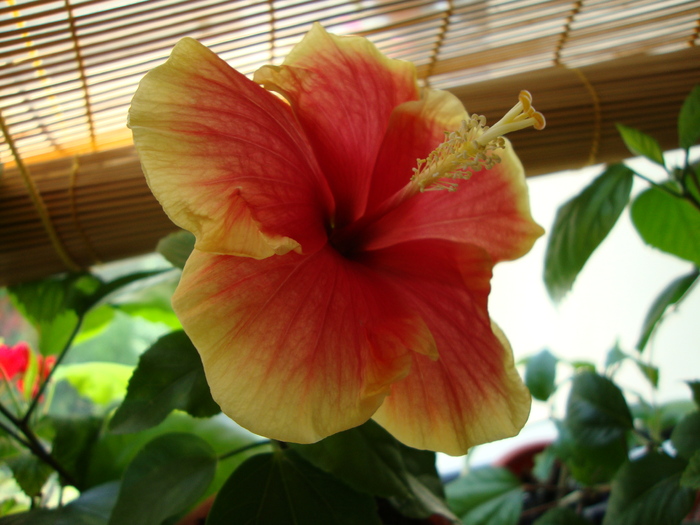 oberon - 2010 hibiscus