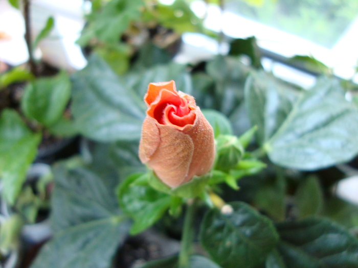 DSC00962 - 2010 hibiscus