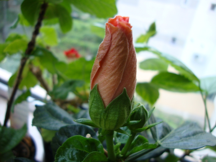 DSC00963 - 2010 hibiscus