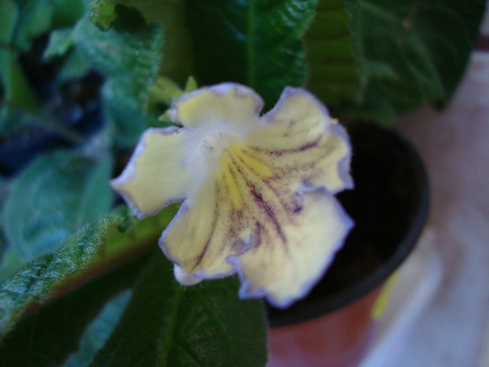 DSC00920 - 2010 streptocarpus