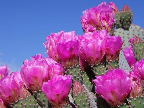 Beavertail Cactus_ Joshua Tree National Park_ California - florii