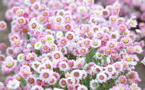 Cumpar Flori Poze Flori Wallpapers Imagini Cu Floricele Florii