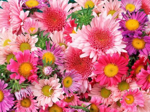 Daisies and Mums Flori Desktop Wallpapers Poze cu Flori - florii