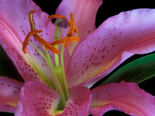 Exotic Lily Flori Desktop Wallpapers Poze cu Flori - florii