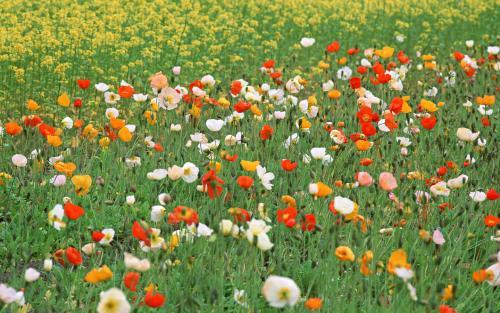Floare de Camp Poze Cu Flori Wallpapers Imagini Flori pe Desktop - florii