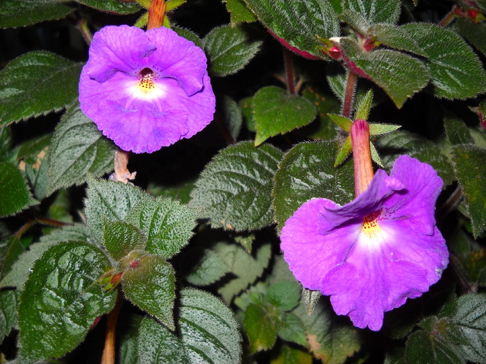 Purple King - Achimenes