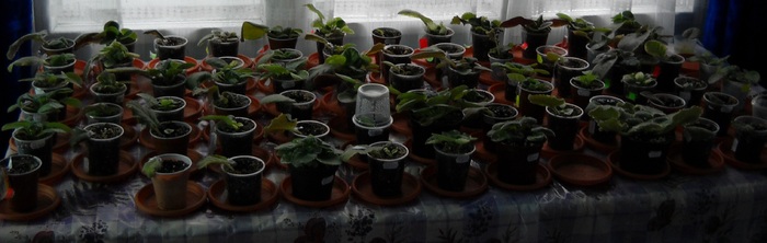  - VIOLETE AFRICANE 2010 - 2021