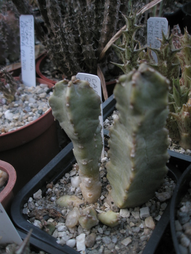 Caralluma buchardii