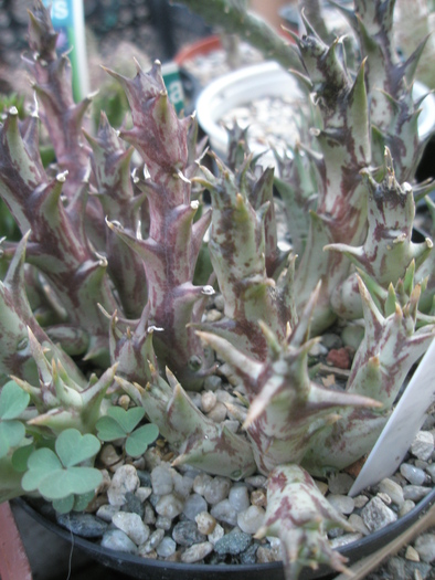 Caralluma paradoxa ssp. woodii