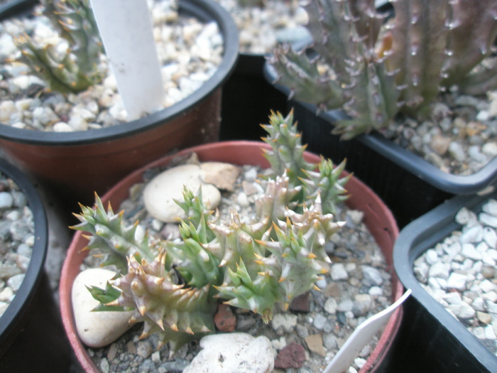 Huernia histrix