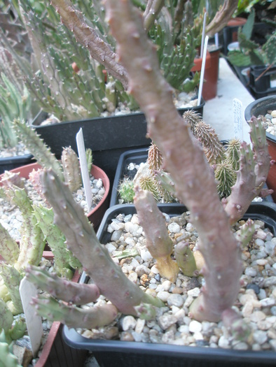 Huernia pendula - de la Ortega