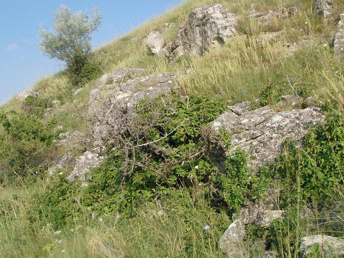 istrita 2010