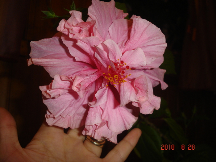 Classik Pink - hibiscus 2010