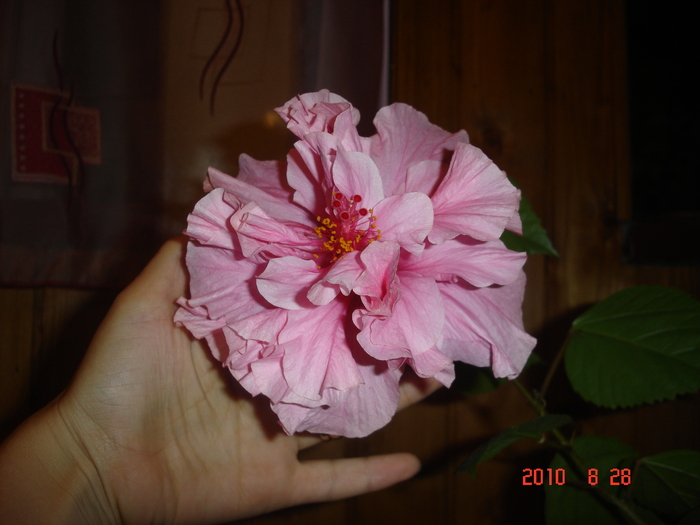 Classic pink - hibiscus 2010