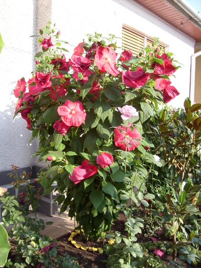 hibiscus moscheutos XXL; e urias si magnific de frumos.
