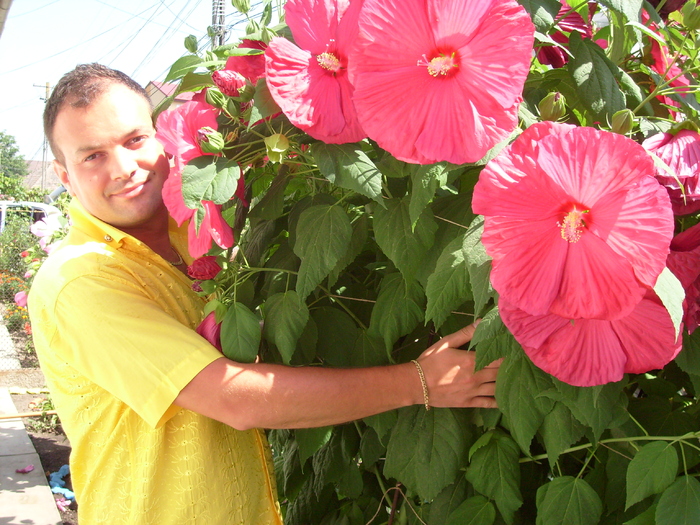 o scena de amor...cu Hibiscus Moscheutos; sunt botanist ce mai...ma iubesc cu florile..:)))
