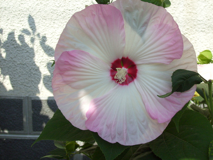 hibiscus moscheutos XXL; sublim!!!
