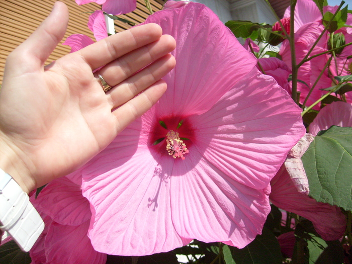 hibiscus moscheutos; se vede cat de mare e o floare nu?...de vreo 4 ori inca palma mea !!! uriasa !!!
