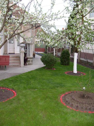 gradina mea in 2009 - Florile din gradina casei-2010-2011