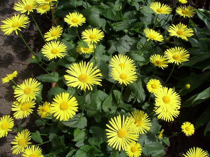 margarete galbene; frumoase..infloresc primavara cu ghioceii
