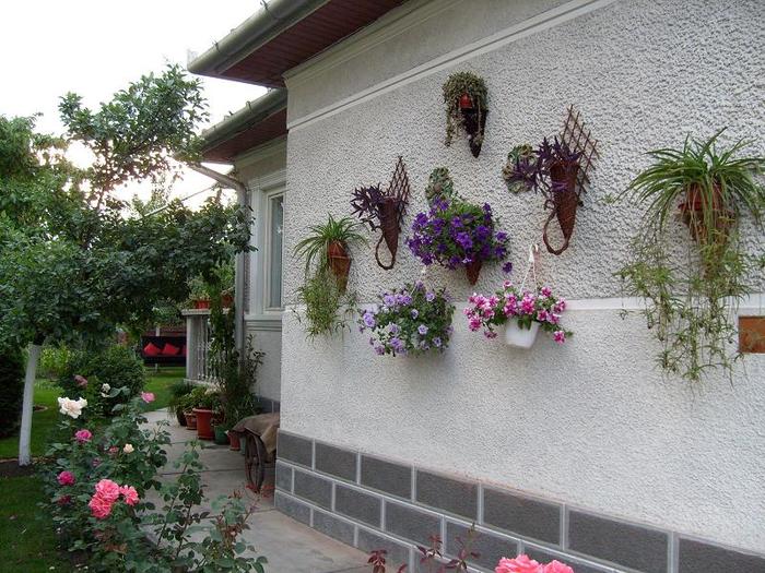 casa mea - Florile din gradina casei-2010-2011