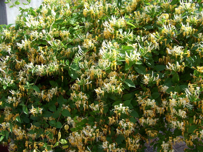 Lonicera caprifolium-palma maicii Domnului; foarte parfumata!!!
