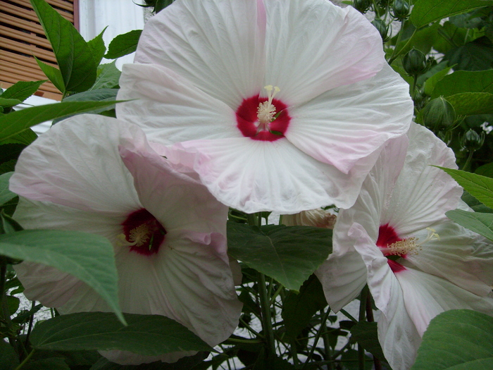 Hibiscus Moscheutos XXL alb; sublim si pur!
