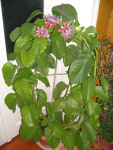 passiflora alata; floare din casa
