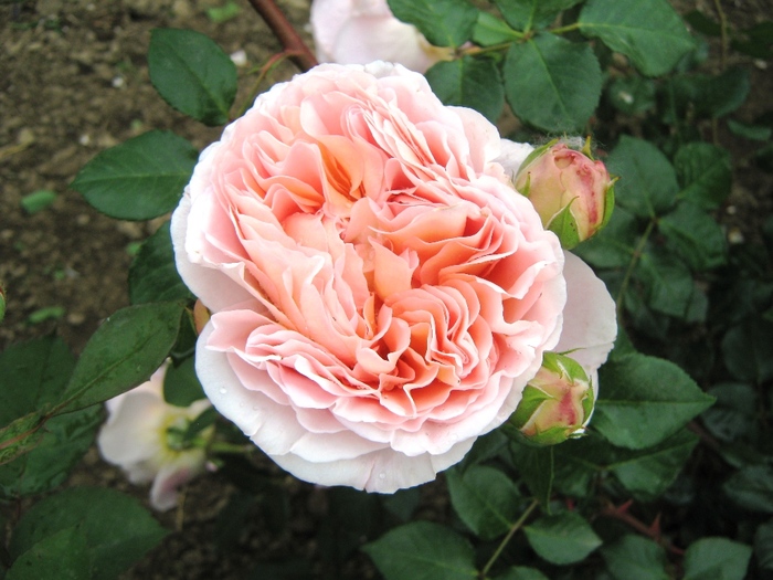 Abraham Darby