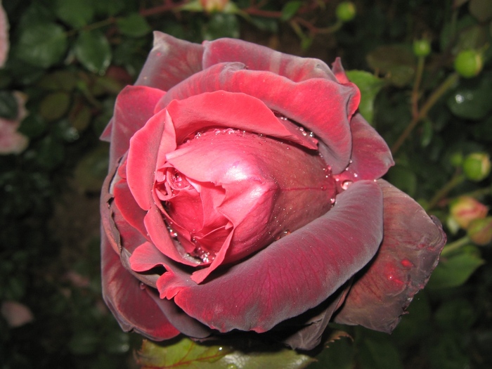 neidentificat - trandafiri 2010