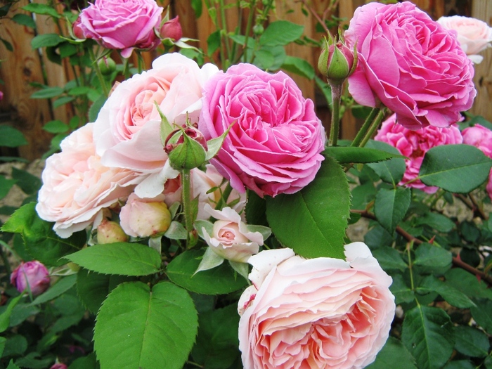 Abraham Darby si neidentificat - trandafiri 2010