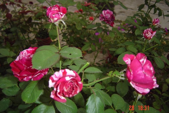 Picture 276 - trandafiri 2010