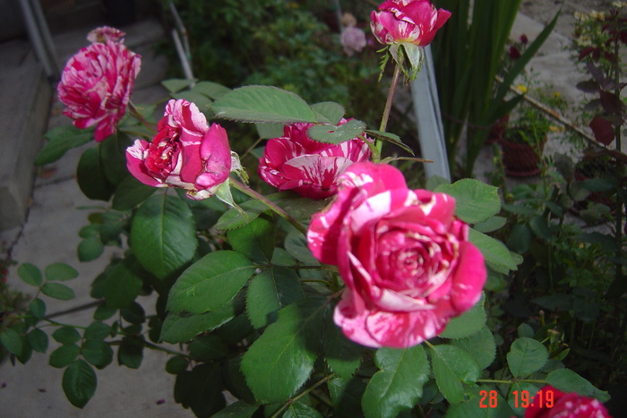 Picture 283 - trandafiri 2010