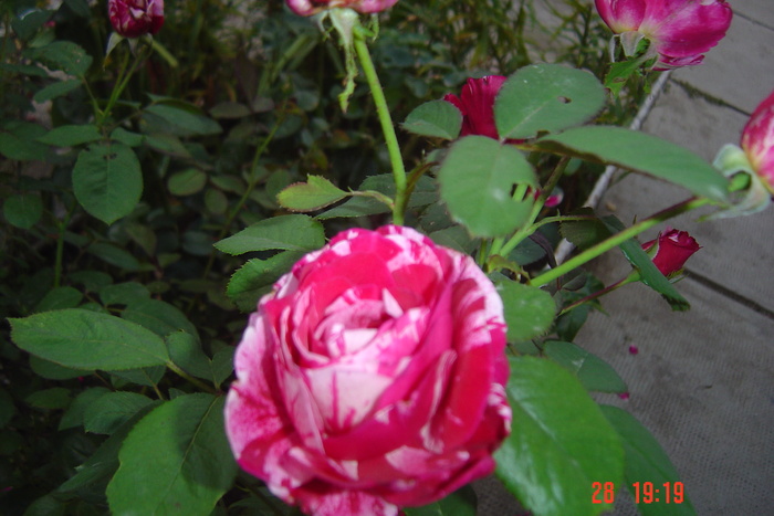 Picture 284 - trandafiri 2010