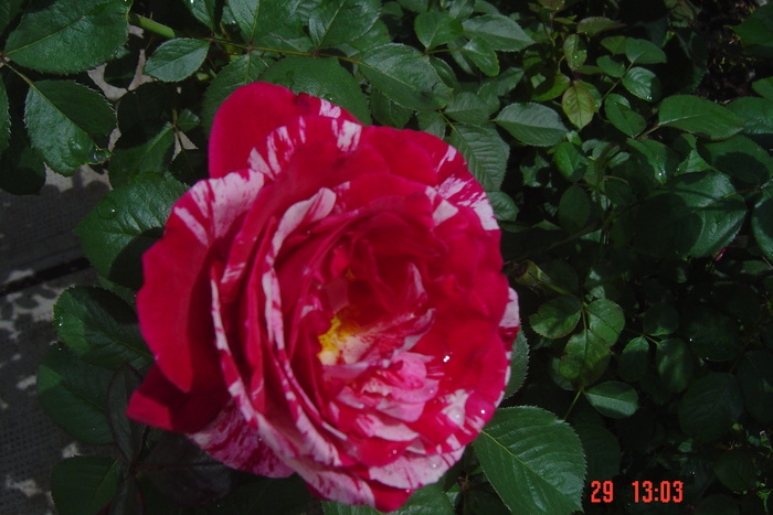 Picture 298 - trandafiri 2010