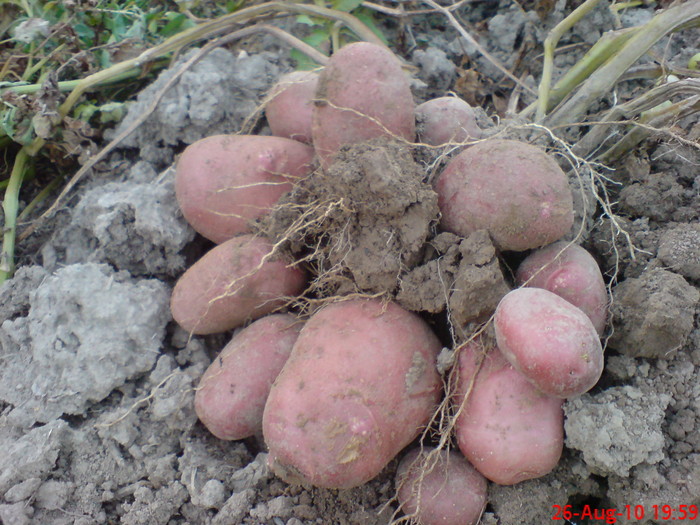 DSC01217 - Legume-Flori