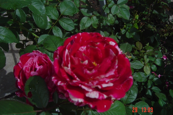 Picture 299 - trandafiri 2010