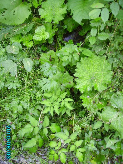 IMGP2960 - tabara rusca montana