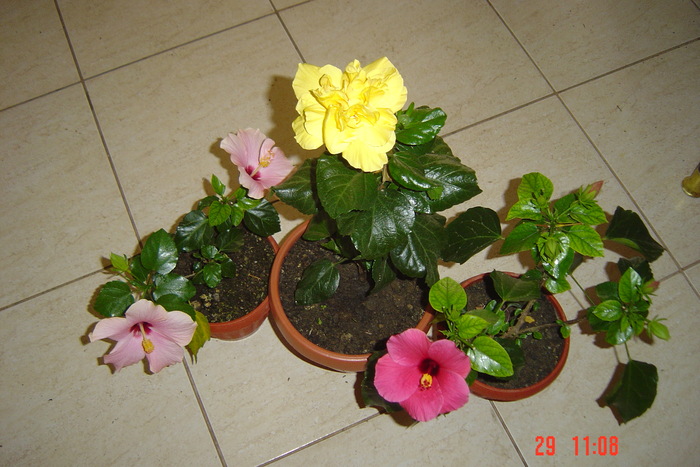 Picture 289 - 09-2012-HIBISCUS