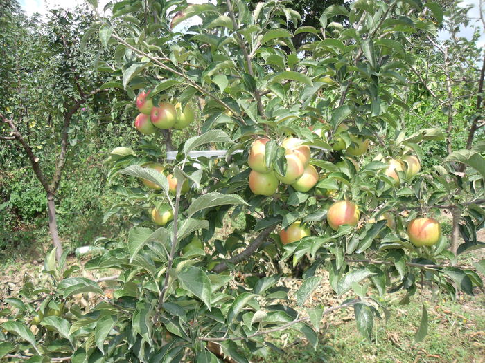Picture 1242 - pomi fructiferi