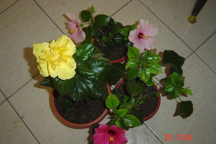 Picture 291 - 09-2012-HIBISCUS