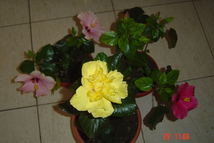 Picture 292 - 09-2012-HIBISCUS