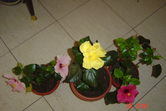 Picture 293 - 09-2012-HIBISCUS